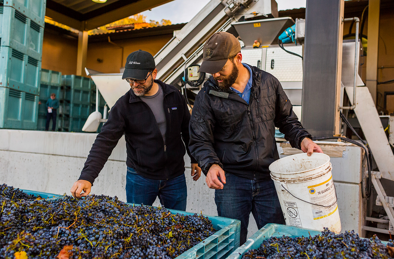 Winemakers Chris Pisani and Brandon deLeuze inspecting grapes during harvest
